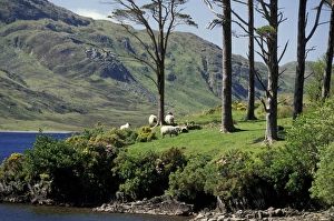 Images Dated 31st August 2011: Europe, Ireland, County Mayo, Dho Lough. Sheep grazing