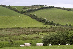 Barrier Prints: Europe, Ireland, County Mayo, Westport. Sheep in the Irish countryside. Credit as