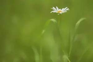 Images Dated 15th June 2014: Europe, Ireland. Daisy and leaves