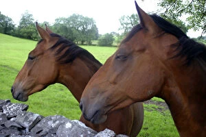 Europe, Ireland. Farm horses of Ireland