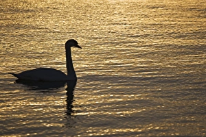 Ireland Collection: Europe, Ireland, Galway. Swan on Galway Bay