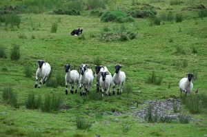Images Dated 14th September 2007: Europe, Ireland, Kerry County, Ring of Kerry. Typical sheep ranch, working sheep dog