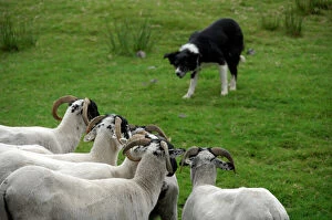 Images Dated 14th September 2007: Europe, Ireland, Kerry County, Ring of Kerry. Typical sheep ranch, working sheep dog