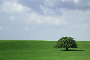 Ireland Gallery: Europe, Ireland. Lone tree in field. Credit as: Kathleen Clemons / Jaynes Gallery / DanitaDelimont