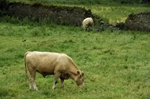 Domesticated Prints: Europe, Ireland. Picturesque area of Golden Vale countryside. THIS IMAGE RESTRICTED