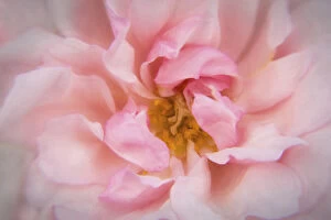 Ireland Gallery: Europe, Ireland. Detail of pink rose. Credit as: Kathleen Clemons / Jaynes Gallery / DanitaDelimont