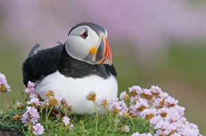Puffin Prints: Europe, Ireland, Saltee Island. Atlantic puffin and sea pink flowers