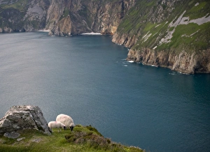 Lamb Prints: Europe, Ireland, Slieve League. Mother and baby sheep on steep cliffs. Credit as