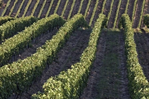 Images Dated 26th September 2010: Europe, Italy
