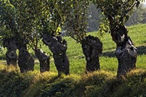 Images Dated 23rd September 2011: Europe, Italy
