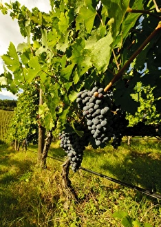 Images Dated 10th September 2010: Europe, Italy