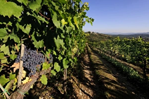 Images Dated 11th September 2010: Europe, Italy
