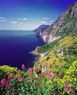 Europe, Italy, Amalfi Drive. Colorful wildflowers grow along the Amalfi Drive, or