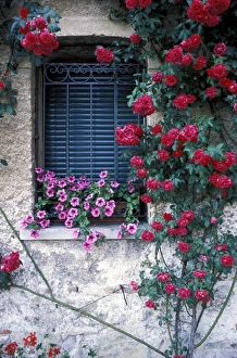Thorn Prints: Europe, Italy, Asolo. Window with roses growing on wall
