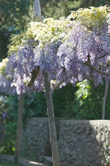 Images Dated 7th May 2005: Europe, Italy, Campania, (Amalfi Coast), Ravello: Villa Cimbrone - Gardens with Spring