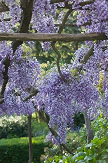 Images Dated 7th May 2005: Europe, Italy, Campania, (Amalfi Coast), Ravello: Villa Cimbrone- Gardens with Spring
