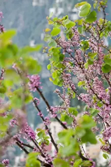 Europe, Italy, Campania, (Amalfi Coast) POSITANO: Spring Blossoms