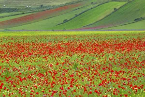 Umbria Prints: Europe, Italy, Castellucio. Piano Grande field of flowers