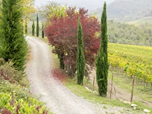Images Dated 5th August 2020: Europe, Italy, Chianti. Gravel road winding through a vineyard in autumn in the Chianti
