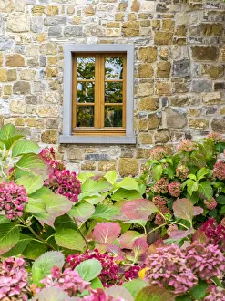 Images Dated 5th August 2020: Europe, Italy, Chianti. Hydrangea bush against a stone building in a vineyard