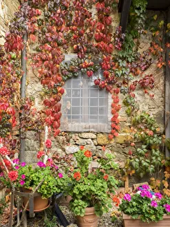 Geranium Prints: Europe, Italy, Chianti. Potted pink geraniums and fall colored climbing vine on
