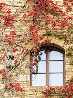 Images Dated 5th August 2020: Europe, Italy, Chianti. Red climbing ivy vine on a stone wall