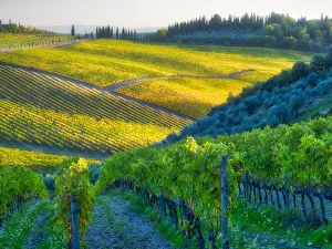 Images Dated 5th August 2020: Europe, Italy, Chianti. Vineyard in autumn in the Chianti region of Tuscany