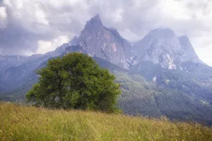 South Tyrol Prints: Europe, Italy, Dolomite Mountains, South Tyrol. Tree and mountains landscape. Credit as