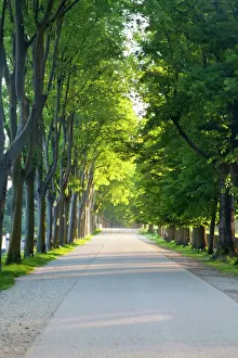 Relaxation Prints: Europe; Italy; Lucca; Walkway Along the Wall Surounding Lucca