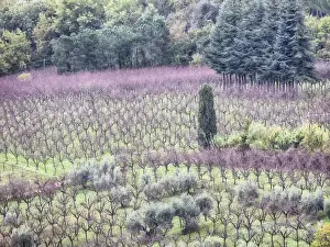 Full Prints: Europe; Italy Montepulciano; Almond Grove in the Autumn Season