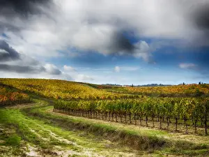 Full Prints: Europe; Italy Montepulciano; Autumn Vinyards in full color near Montepulciano