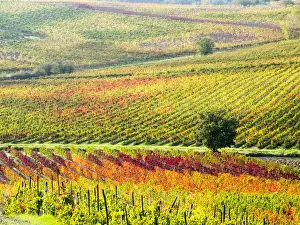 Images Dated 6th November 2013: Europe; Italy Montepulciano; Autumn Vinyards in full color near Montepulciano