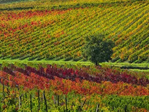 Images Dated 6th November 2013: Europe; Italy Montepulciano; Autumn Vinyards in full color near Montepulciano