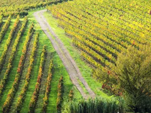 Full Prints: Europe; Italy Montepulciano; Road through Autumn Vinyards in full color near