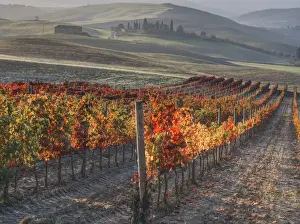Majestic Prints: Europe; Italy; San Quirico; Autumn Vinyards in full color near San Quirico