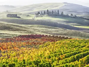 Images Dated 1st November 2013: Europe; Italy; San Quirico; Autumn Vinyards in full color near San Quirico