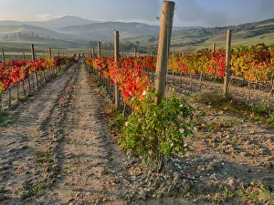 Full Prints: Europe; Italy; San Quirico; Autumn Vinyards in full color near San Quirico