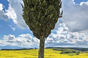 Images Dated 7th May 2012: Europe, Italy, San Quirico d Orcia. Cypress tree and landscape