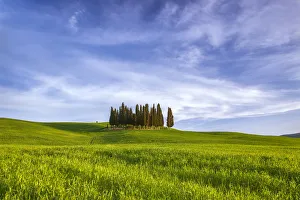 Images Dated 8th May 2009: Europe, Italy, San Quirico d Orcia. Cypress grove in landscape
