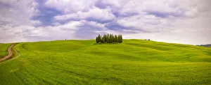 Images Dated 16th May 2014: Europe, Italy, San Quirico d Orcia. Cypress grove in panoramic