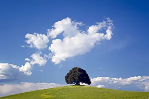 Images Dated 16th May 2012: Europe, Italy, San Quirico d Orcia. Tree on hill