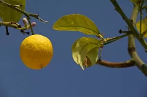 Europe, Italy, Sicily, Taormina. Local lemon tree