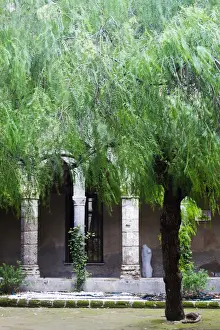 Hallway Prints: Europe; Italy; Sorrento, Amalfi Coast; Pillars and Trees in The Town of Sorrento