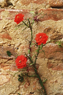 Images Dated 14th September 2015: Europe Italy Tuscan Primrose