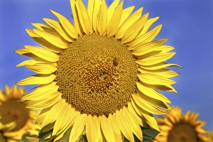 Images Dated 14th September 2015: Europe Italy Tuscan Sunflower