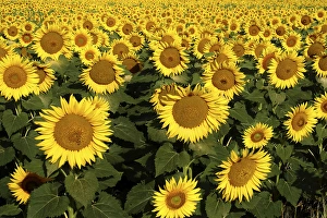 Images Dated 14th September 2015: Europe Italy Tuscan Sunflowers