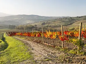 Images Dated 1st November 2013: Europe, Italy, Tuscany. Autumn vineyards in bright colors