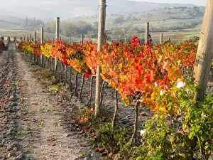 Province Of Siena Prints: Europe, Italy, Tuscany. Autumn vineyards in bright colors