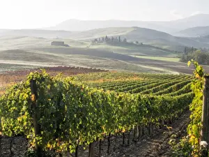 Images Dated 1st November 2013: Europe, Italy, Tuscany. Autumn vineyards in bright colors