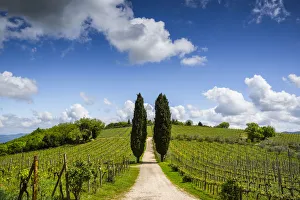 Chianti Prints: Europe, Italy, Tuscany, Chianti. Vineyard and cypress trees